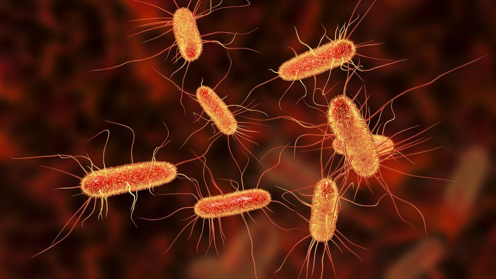 E. coli under microscope